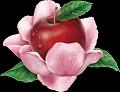 fruit (3)